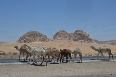 Horses on sand dune against clear sky