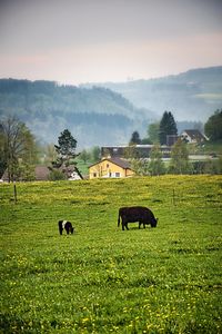 Horses grazing on field