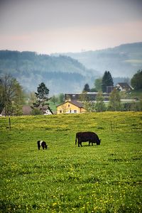 Horses grazing on field