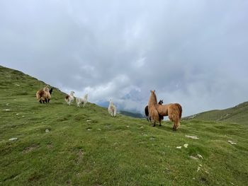 Horses grazing on field against sky