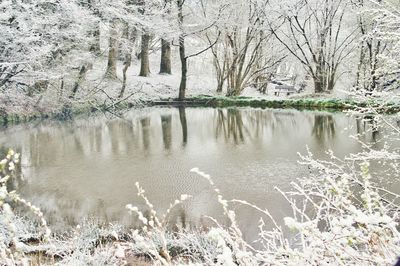 Scenic view of lake in forest during winter