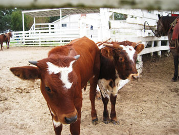 Close-up portrait of cows standing on landscape