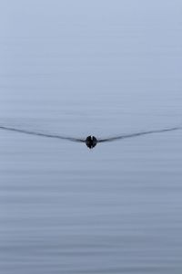 Bird flying over a lake