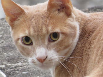 Close-up portrait of cat standing outdoors