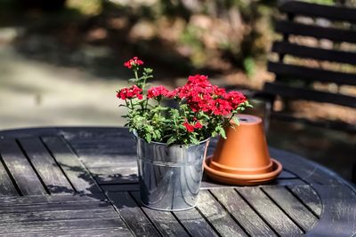 Close-up of potted plant on table