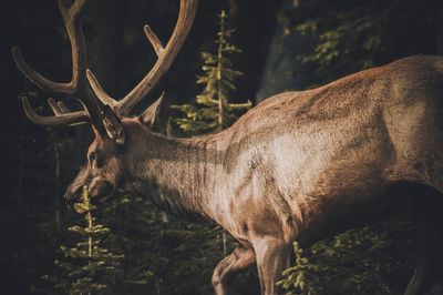 Close-up of deer