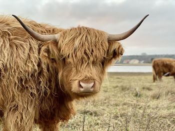 Lion standing in a field