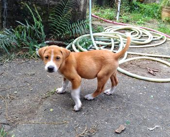 Portrait of dog standing on footpath