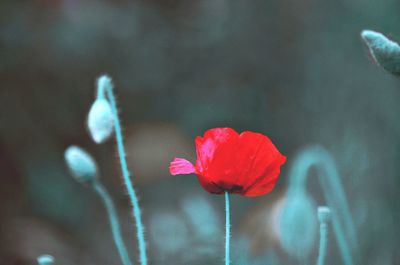 Close-up of red flowers blooming outdoors