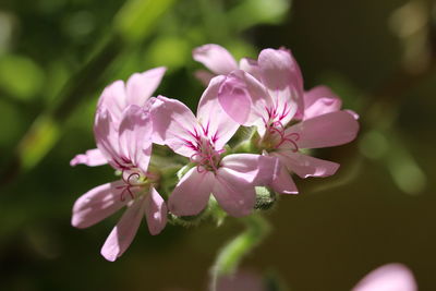 Close-up of pink flowering plant