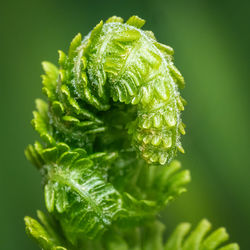 Close-up of green leaf