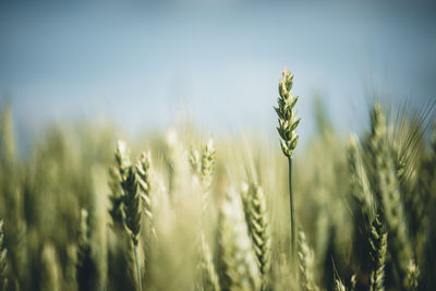 Close-up of wheat growing on field