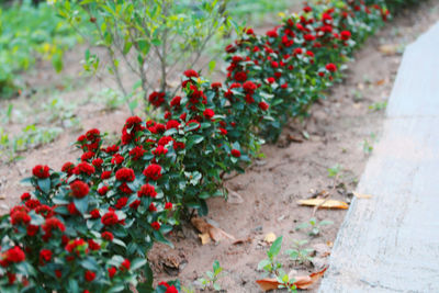 Close-up of red flowers