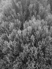 Close-up of flowering plant in forest