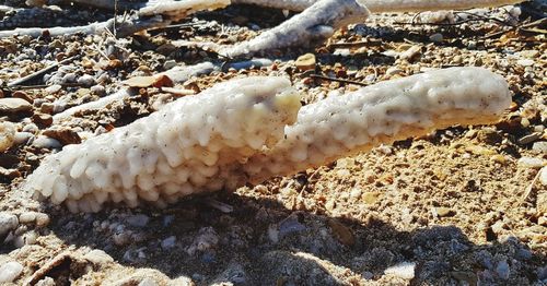 High angle view of crab on beach