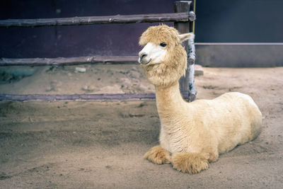 Sheep standing on a land