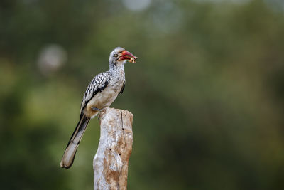 Close-up of bird perching on branch