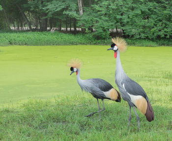 Ducks on grassy field