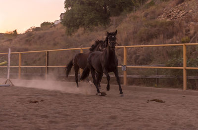 Horse running in ranch