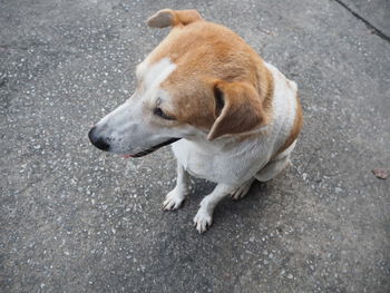 High angle view of dog on road