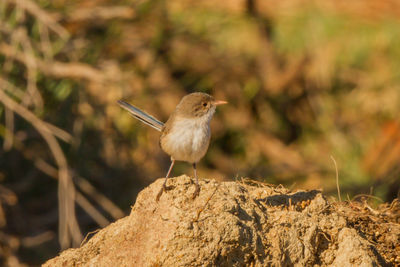 Close-up of bird perching on rock
