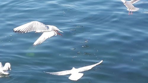 High angle view of swans flying in water