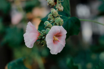 Close-up of pink flowering plant