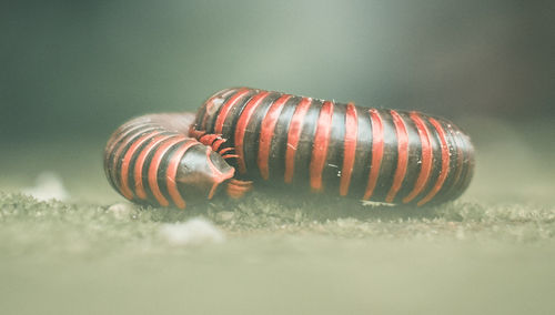 Close-up of centipede on field