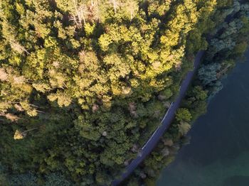 High angle view of trees by sea
