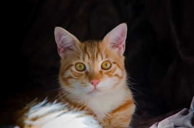 pet