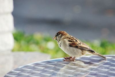 Close-up of bird perching on a table