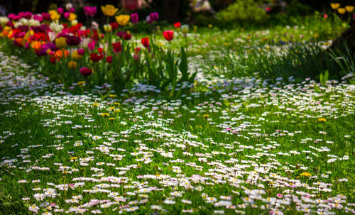 Close-up of flowering plants by lake