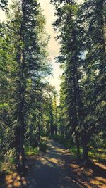 Footpath passing through forest