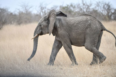 Side view of elephant on field