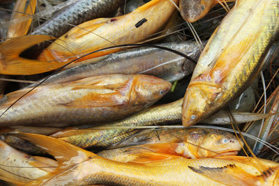 High angle view of fish for sale