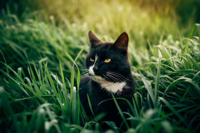 Portrait of a cat on grass