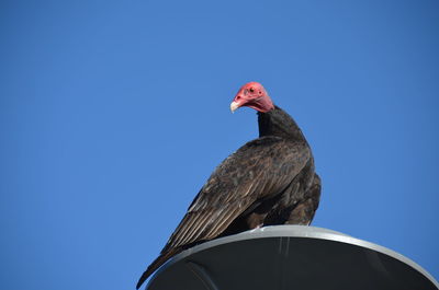 Low angle view of vulture on street light against clear blue sky