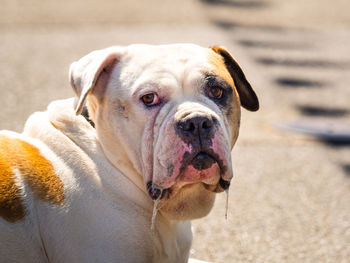 Close-up portrait of dog on beach