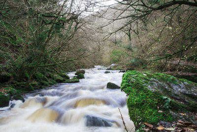 River flowing amidst trees in forest