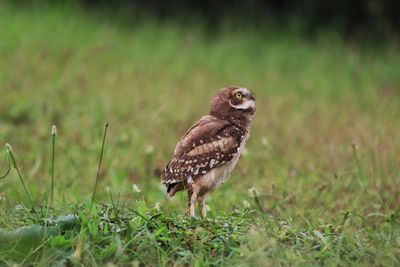 Young brazilian burrowing owl watching the sky. green grass. close-up of owl on field