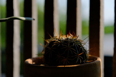 Close-up of cactus in potted plant