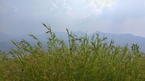 Plants growing on field against sky