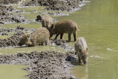 Sheep in lake
