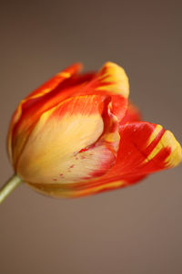 Close-up of red rose flower