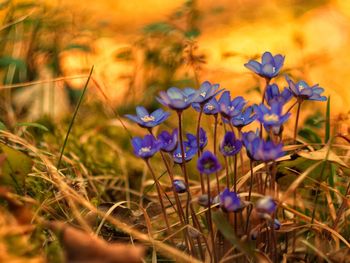 Close-up of purple crocus blooming on field