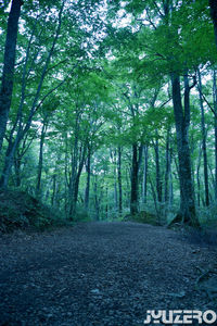 Road amidst trees in forest