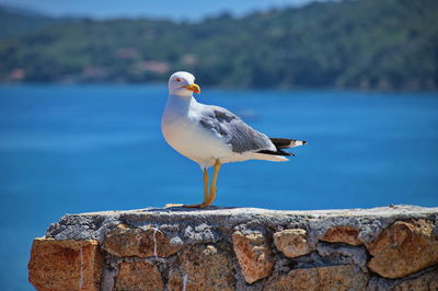 Portrait of seagull against sea shore