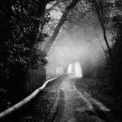 Road amidst trees in forest