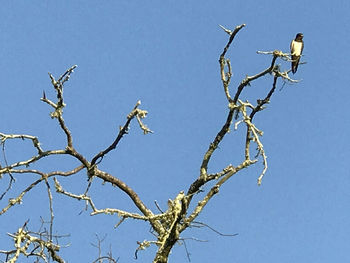 Low angle view of bird perching on bare tree against clear blue sky