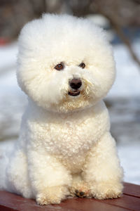 Close-up of a dog on snow